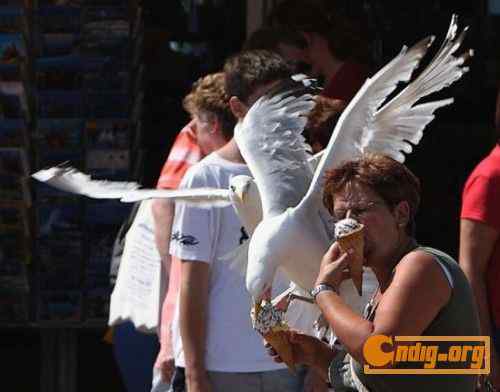 [组图]海鸥爱吃冰淇淋