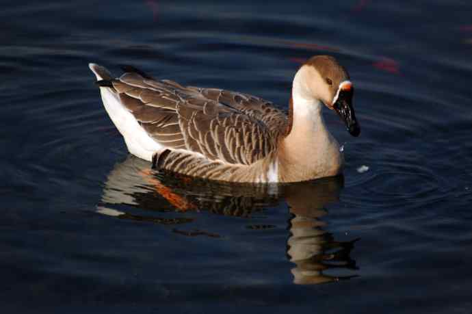 留在北京的鸿雁（随拍）