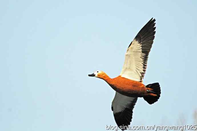 赤麻鸭（抓拍）