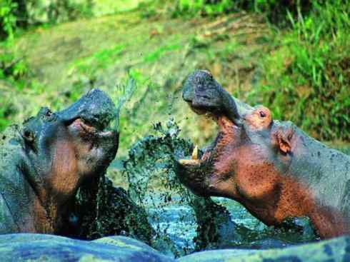 麒麟：传说的兽原型探秘（叉角羚）
