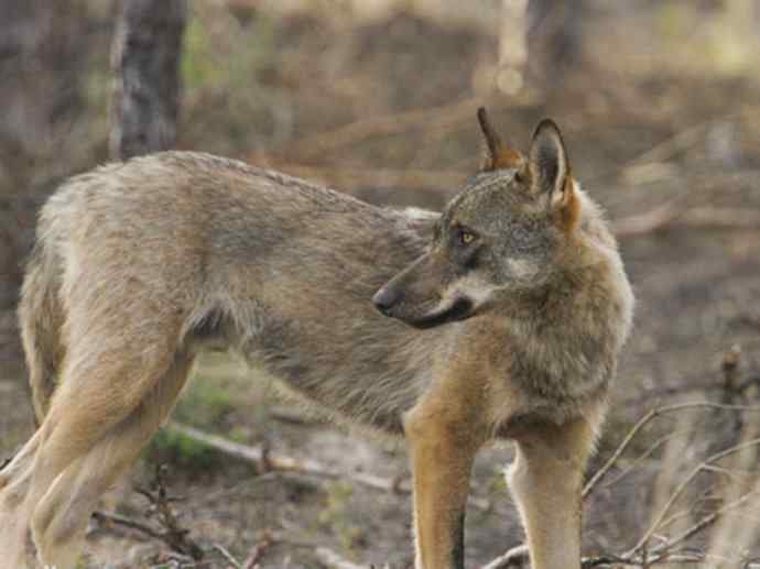 犬科：犬亚科犬属之灰狼