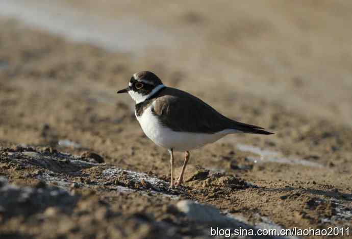小长假的收获1——金眶鸻