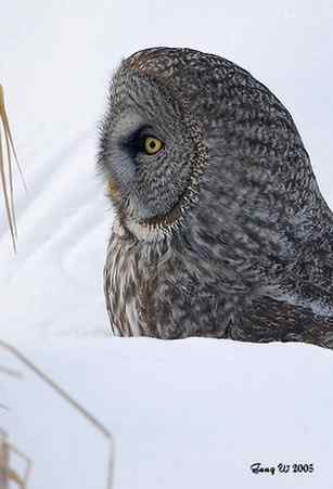 猫头鹰乌林鸮的”雷达系统”