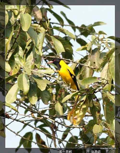 [组图]尼泊尔鸟类奇旺国家公园