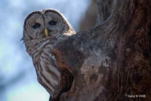 各种猫头鹰的面盘 各种猫头鹰的面盘