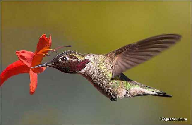 20张最美丽的蜂鸟图片