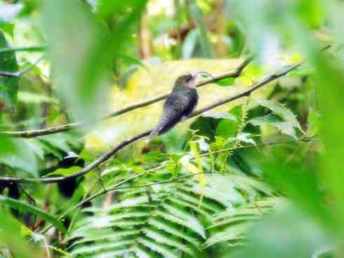 猎奇：奇特的鸟喙之九