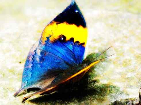 自然奇观：动物大迁徙(帝王蝶）