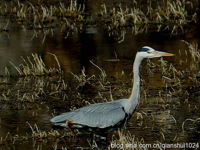 苍鹭抓鱼记(十渡)