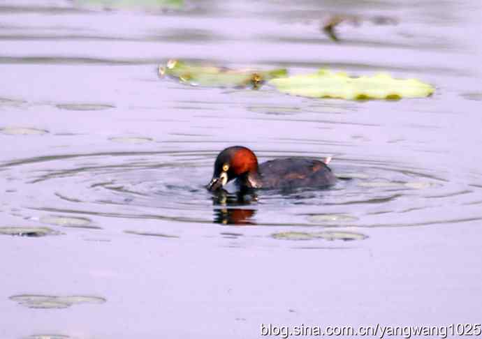 早餐 wbr鈥斺斝t捕鱼纪实 早餐 wbr鈥斺斝t捕鱼纪实
