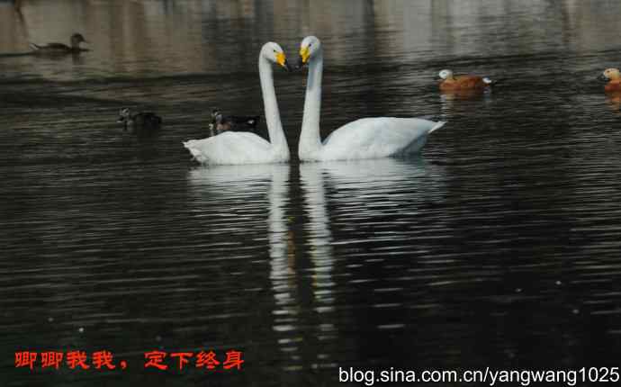 北京动物园的鸟类——甜蜜蜜的白天鹅