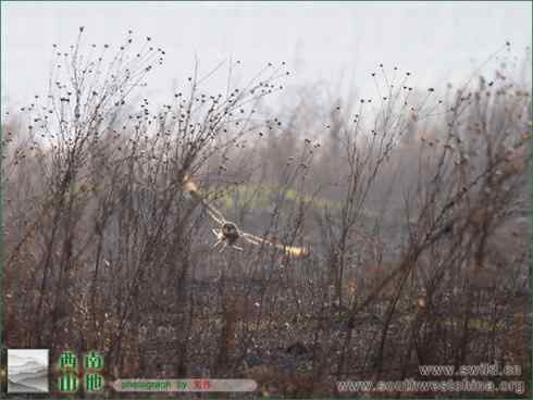 短耳鸮 Asio flammeus