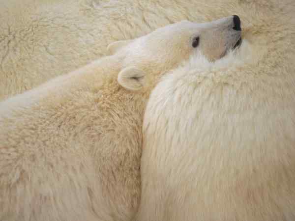 好看的动物图片(4) 好看的动物图片(4)