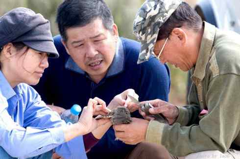 东方角鸮与猛鸮