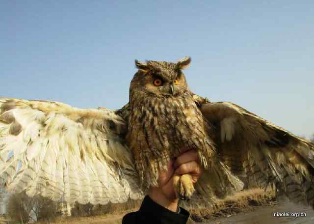 网友放生猫头鹰