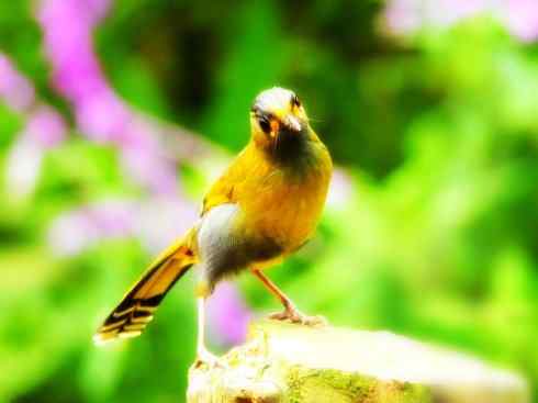 美丽无罪：雀鸟之绿鹛