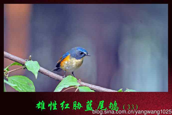 北京天坛公园的鸟类——雄性红胁蓝尾鸲（33）