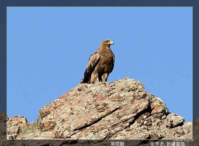 [百图]新疆鸟类(124p)