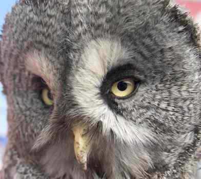 猫头鹰乌林鸮的”雷达系统”