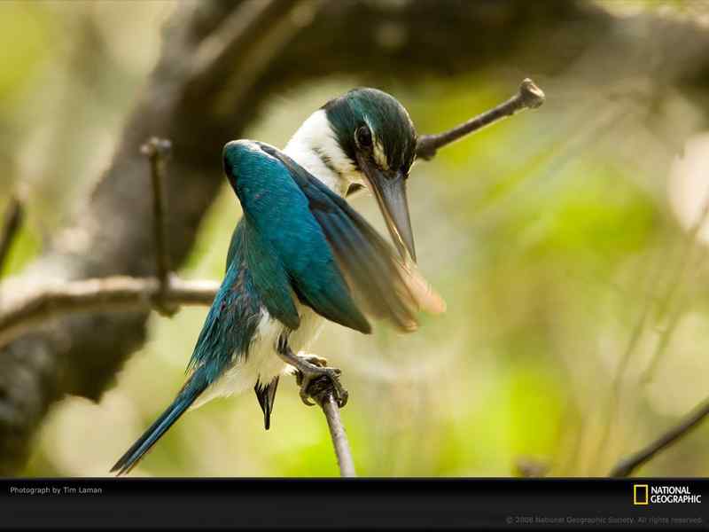 美国国家地理经典鸟类摄影图片精选 美国国家地理经典鸟类摄影图片精选