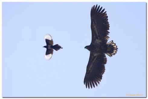 北京观鸟 白顶溪鸲
