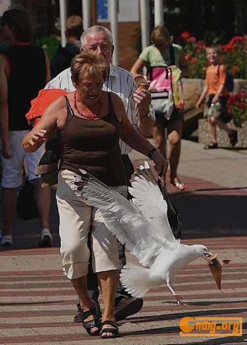 [组图]海鸥爱吃冰淇淋