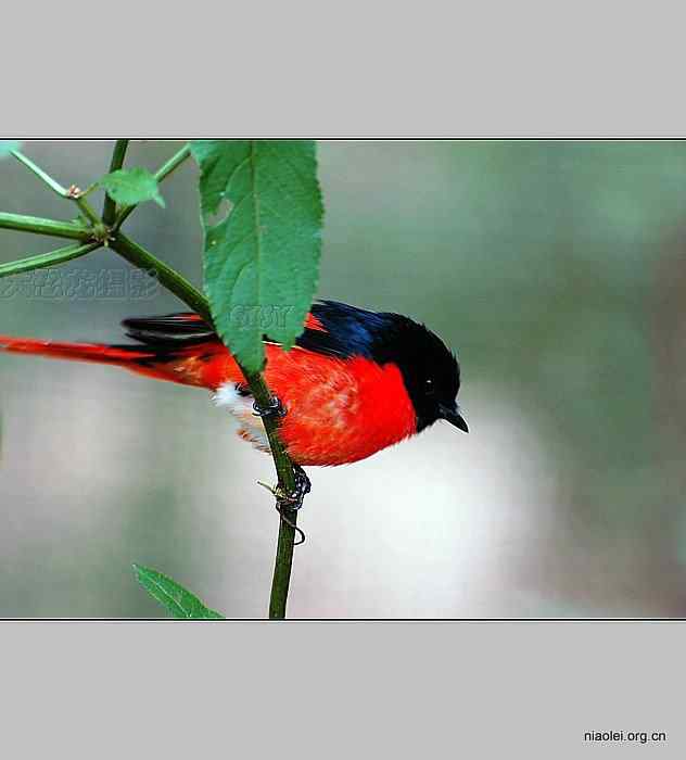 西双版纳鸟类摄影