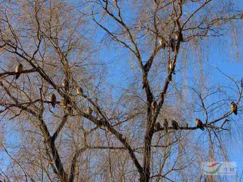 长耳鸮组图欣赏