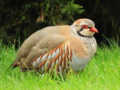 家禽驯化之源之九