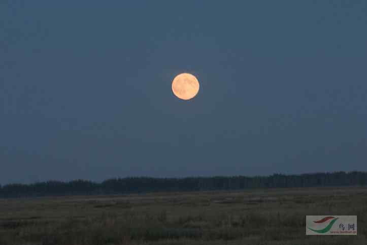 我好像听到白头鹤飞过头顶翅膀滑动空气的声音了