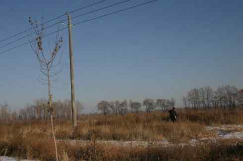 大庆猛鸮的生物链