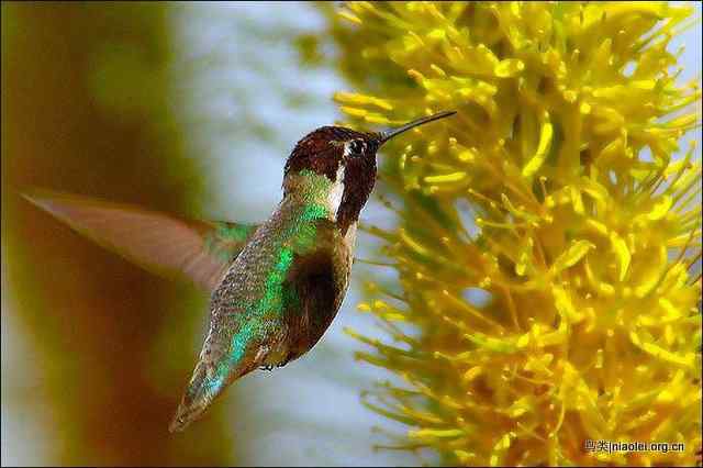20张最美丽的蜂鸟图片