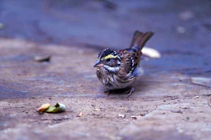 不修边幅(跟踪记录的一只小鸟)2 不修边幅(跟踪记录的一只小鸟)2