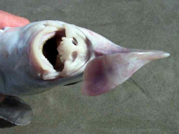 鱼类活化石：叶吻银鲛