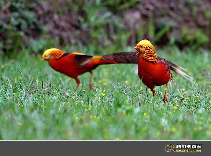 洋县拍鸟：红腹锦鸡