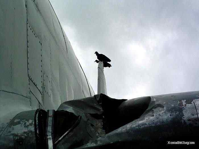 [组图]飞机被鸟撞得稀里哗啦