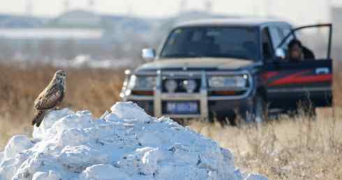 观鸟摄影之趣——人与鵟