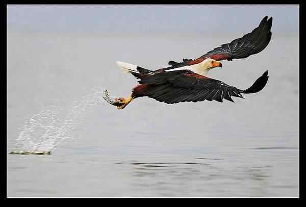 动物世界图片(下) 动物世界图片(下)