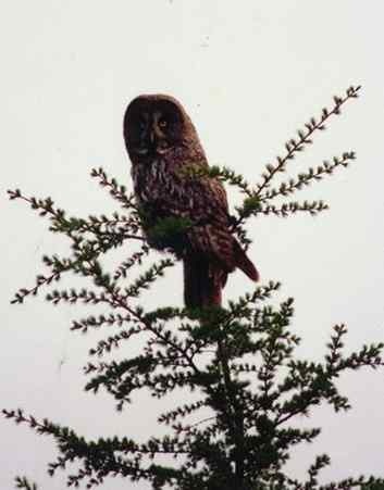 枯树桩子般的乌林枭