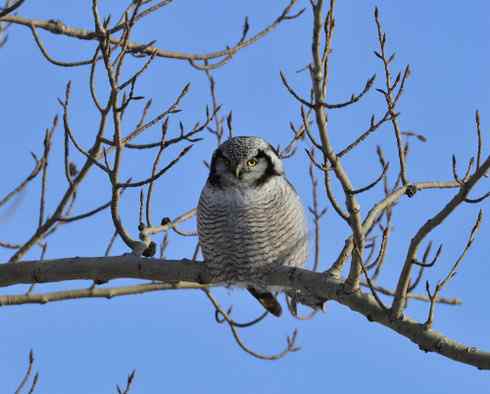 大炮对准大庆猛鸮