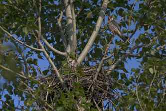 “猛张飞”阿穆尔隼 “猛张飞”阿穆尔隼