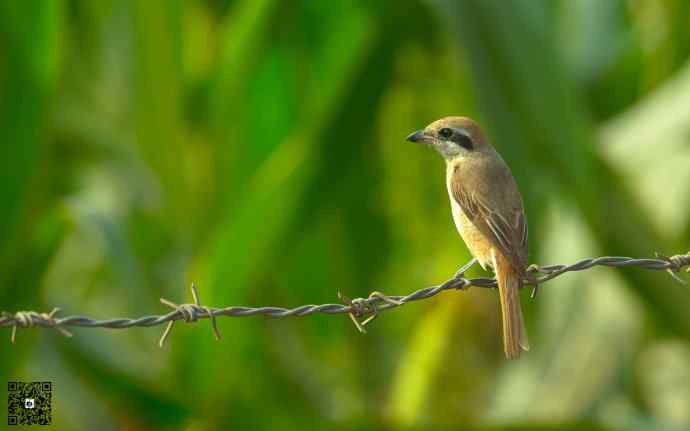 野鸭湖的楔尾伯劳和红尾伯劳