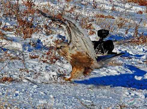 观鸟摄影之趣——人与鵟