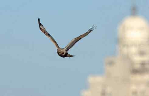 遨游天空 毛脚狂奔放飞翔