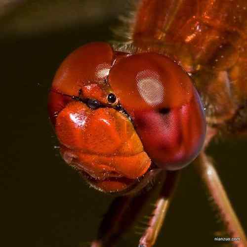 [组图]欣赏动物的眼睛