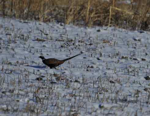 林甸的冬天——冰天雪地的鸟儿