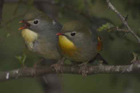 春天鸟儿在歌舞