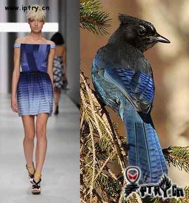 时装模特 VS 鸟儿模特