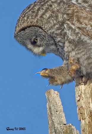 乌林鸮居住的环境