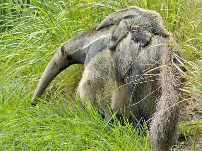 犬科：犬亚科小耳犬属的小耳犬